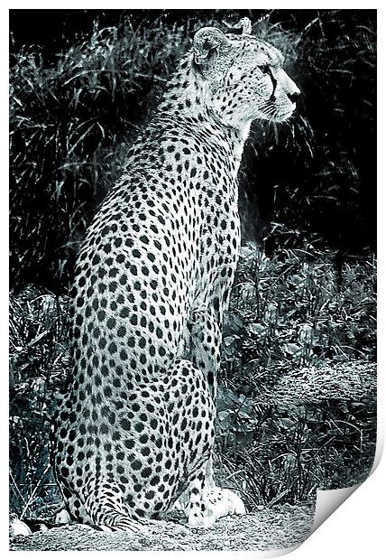  CHEETAH Portrait of a Big Cat Print by philip clarke