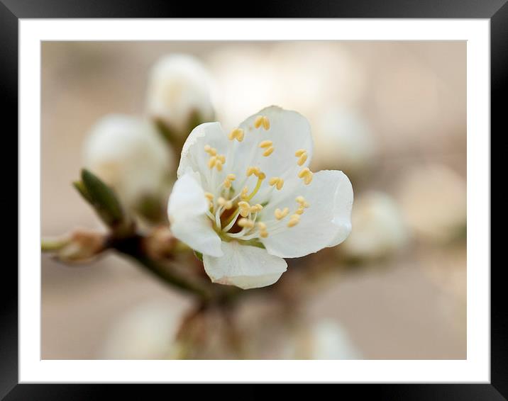Wild Cherry Blossom  Framed Mounted Print by Chris Watson