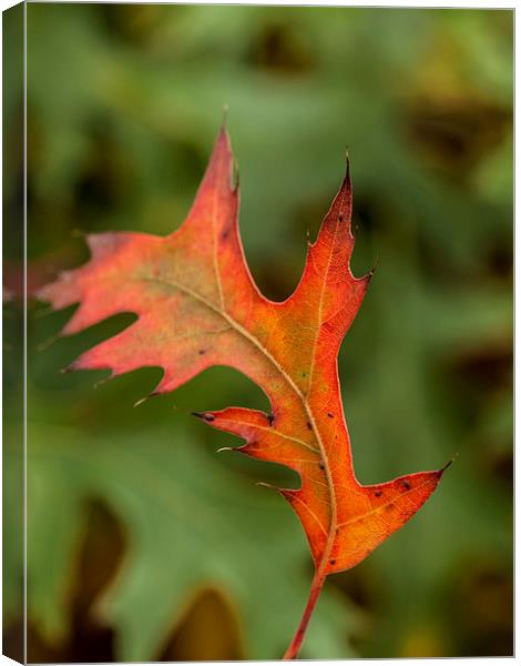 First Signs of Autumn Canvas Print by Chris Watson