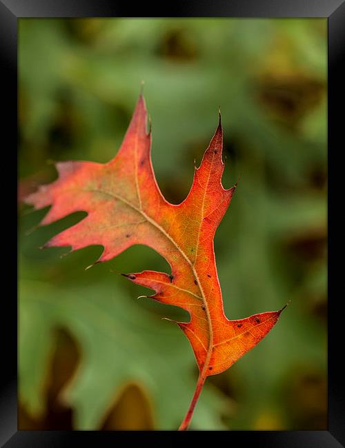 First Signs of Autumn Framed Print by Chris Watson