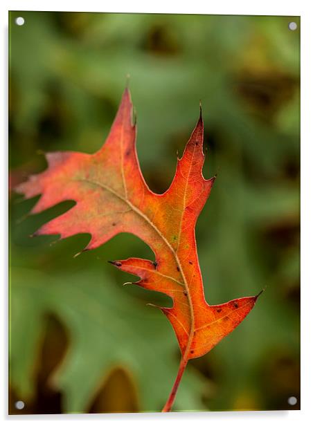 First Signs of Autumn Acrylic by Chris Watson