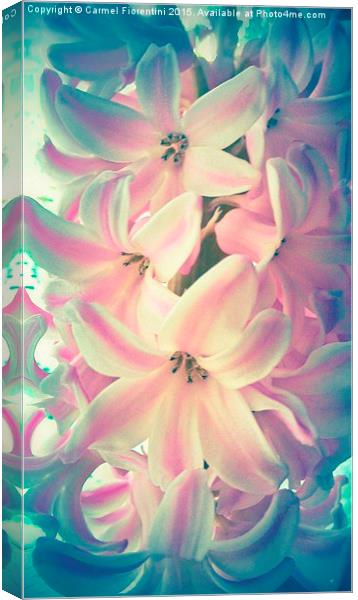  Hyacinth Canvas Print by Carmel Fiorentini