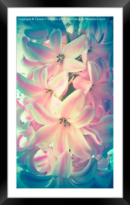  Hyacinth Framed Mounted Print by Carmel Fiorentini