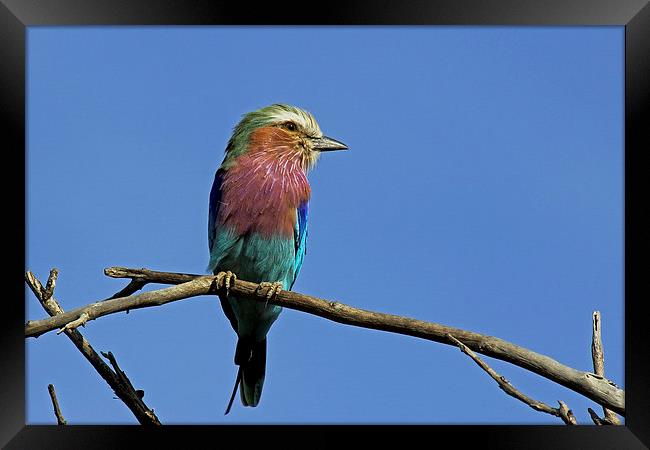  Lilac Breasted Roller Framed Print by Tony Murtagh