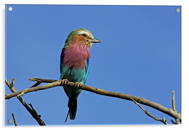  Lilac Breasted Roller Acrylic by Tony Murtagh