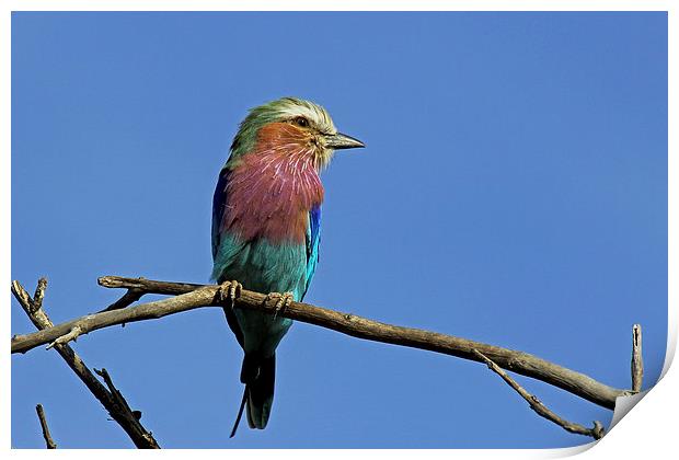  Lilac Breasted Roller Print by Tony Murtagh
