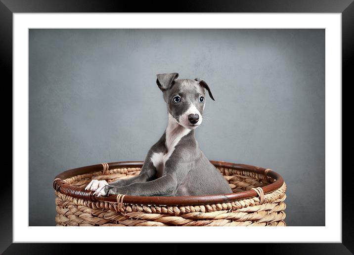  Whippet Puppy Portrait Framed Mounted Print by Gary Lewis