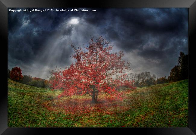  Autumn Tree Framed Print by Nigel Bangert