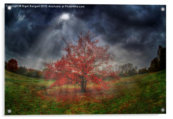  Autumn Tree Acrylic by Nigel Bangert