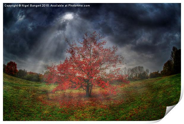  Autumn Tree Print by Nigel Bangert