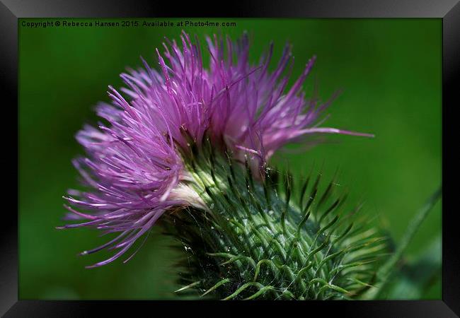  Thistle and Webs Framed Print by Rebecca Hansen