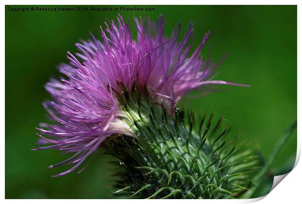  Thistle and Webs Print by Rebecca Hansen