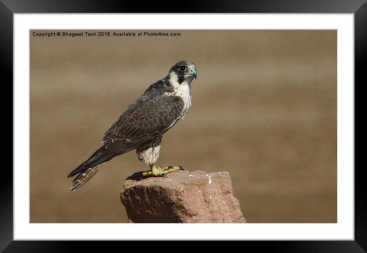  Barbary falcon Framed Mounted Print by Bhagwat Tavri