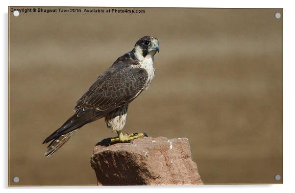  Barbary falcon Acrylic by Bhagwat Tavri