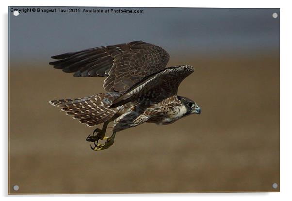  Barbary falcon Acrylic by Bhagwat Tavri