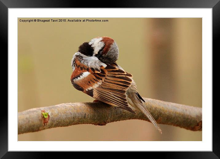  House sparrow Framed Mounted Print by Bhagwat Tavri