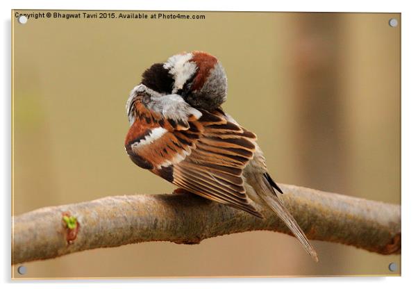  House sparrow Acrylic by Bhagwat Tavri
