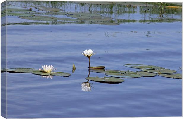 Water Lilies Canvas Print by Tony Murtagh
