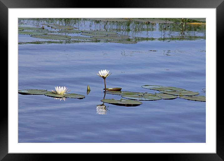 Water Lilies Framed Mounted Print by Tony Murtagh