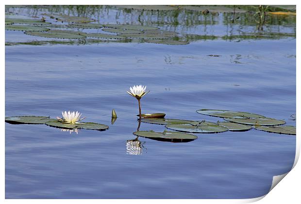 Water Lilies Print by Tony Murtagh