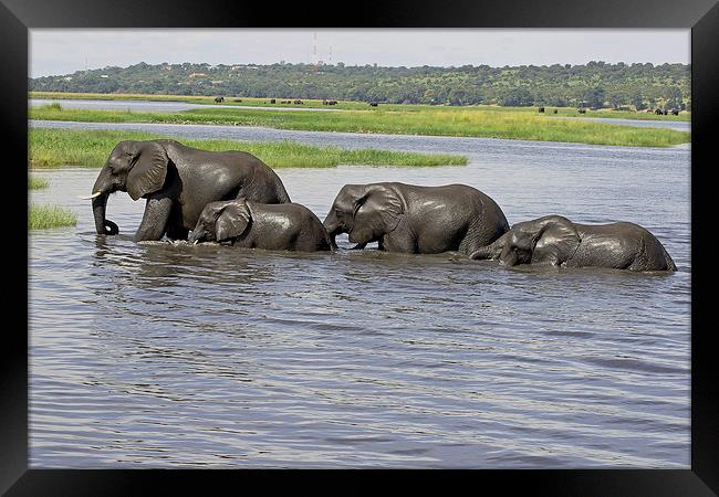  Elephants Crossing Chobe River  Framed Print by Tony Murtagh
