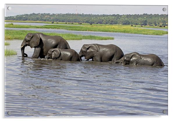  Elephants Crossing Chobe River  Acrylic by Tony Murtagh