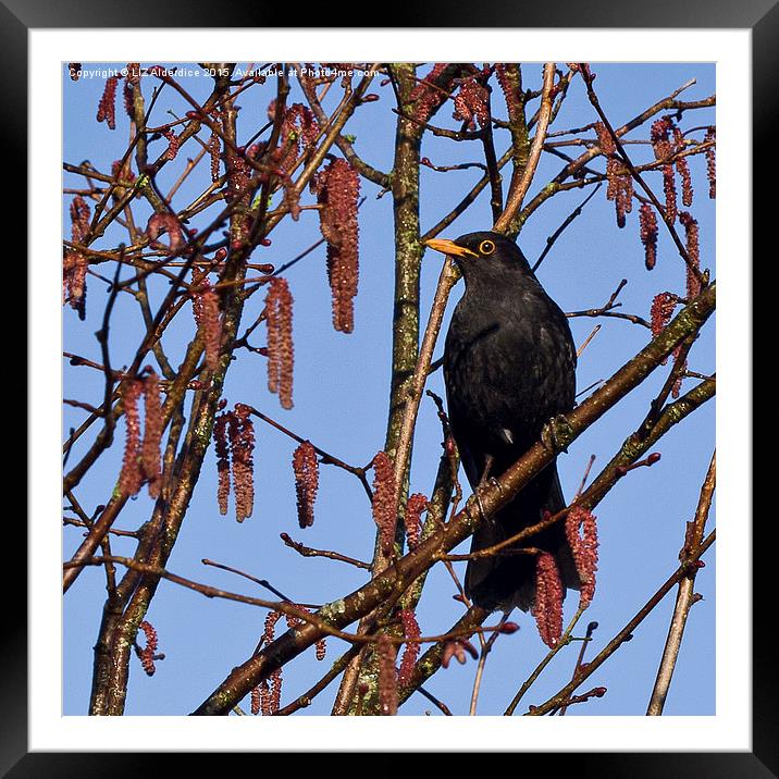  Blackbird and Catkins Framed Mounted Print by LIZ Alderdice