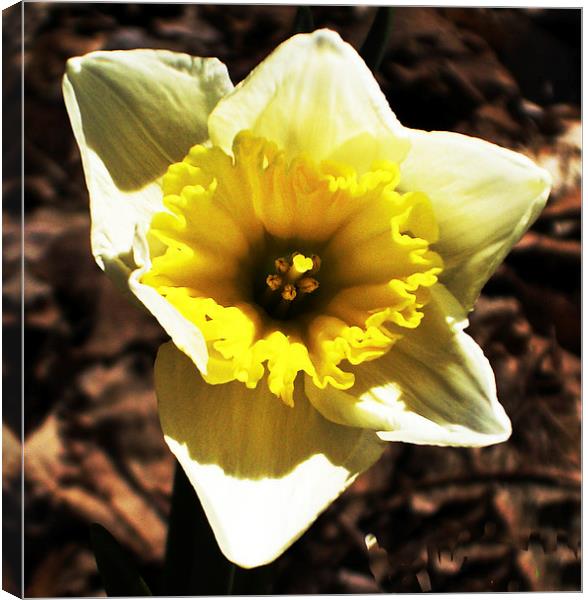 Gorgeous Daffodil  Canvas Print by james balzano, jr.