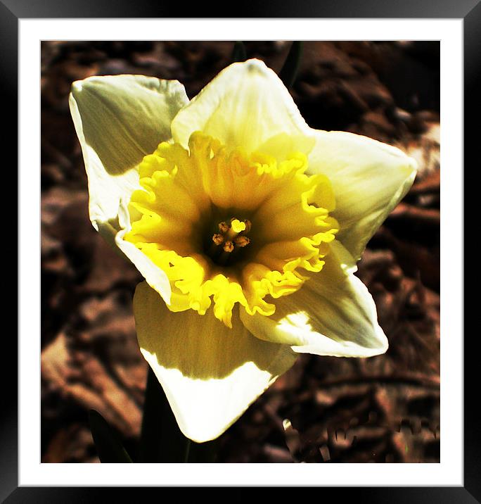 Gorgeous Daffodil  Framed Mounted Print by james balzano, jr.