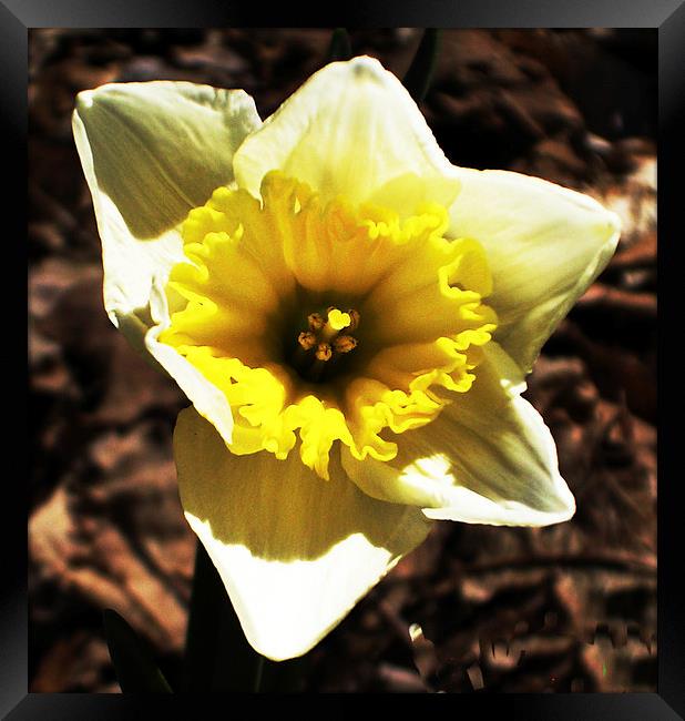 Gorgeous Daffodil  Framed Print by james balzano, jr.