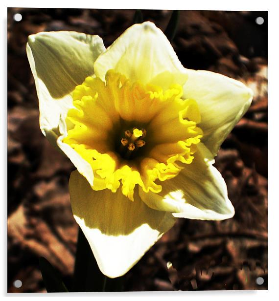 Gorgeous Daffodil  Acrylic by james balzano, jr.