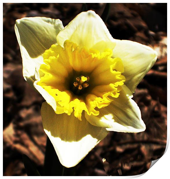 Gorgeous Daffodil  Print by james balzano, jr.