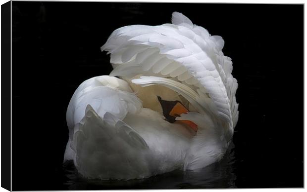  The Swan Canvas Print by Alison Streets