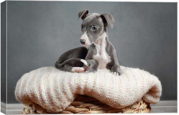  Whippet Puppy Portrait Canvas Print by Gary Lewis