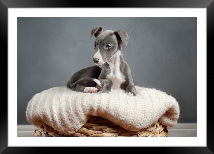  Whippet Puppy Portrait Framed Mounted Print by Gary Lewis