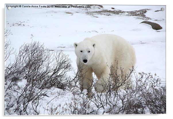  Polar Bear, Churchill, Canada Acrylic by Carole-Anne Fooks
