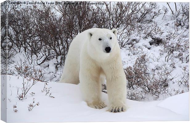   Polar Bear, Churchill, Canada Canvas Print by Carole-Anne Fooks
