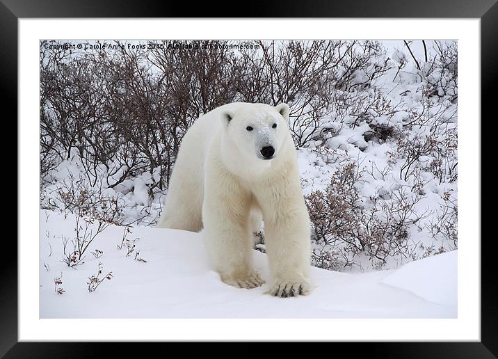   Polar Bear, Churchill, Canada Framed Mounted Print by Carole-Anne Fooks