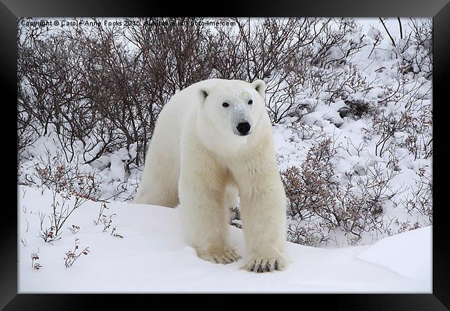   Polar Bear, Churchill, Canada Framed Print by Carole-Anne Fooks