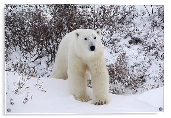  Polar Bear, Churchill, Canada Acrylic by Carole-Anne Fooks