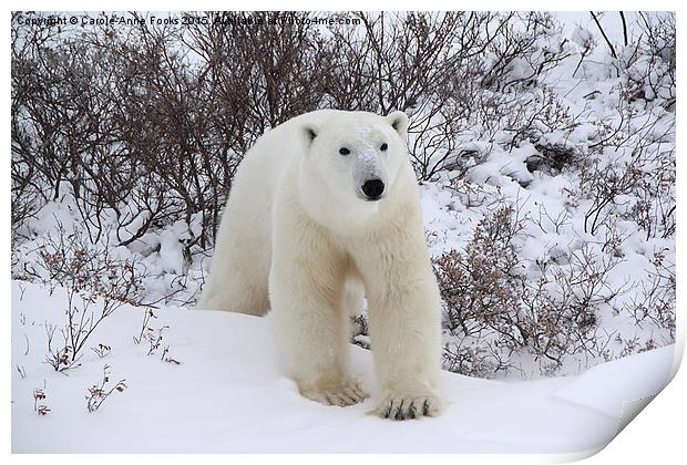   Polar Bear, Churchill, Canada Print by Carole-Anne Fooks