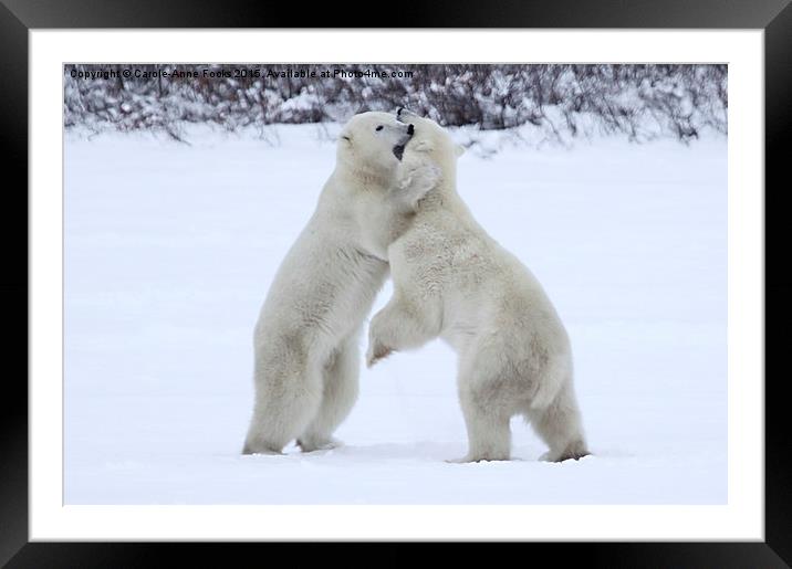 Polar Bear Skirmish  Framed Mounted Print by Carole-Anne Fooks