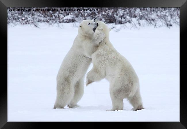 Polar Bear Skirmish  Framed Print by Carole-Anne Fooks
