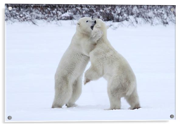 Polar Bear Skirmish  Acrylic by Carole-Anne Fooks