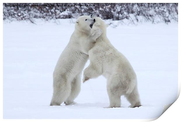Polar Bear Skirmish  Print by Carole-Anne Fooks