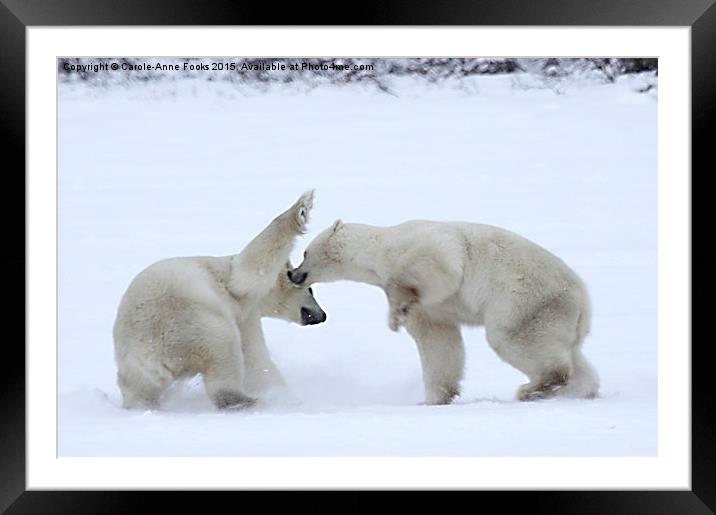  Polar Bear Skirmish Framed Mounted Print by Carole-Anne Fooks