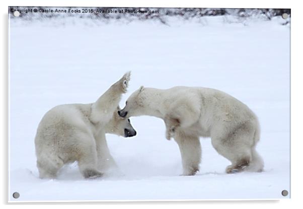  Polar Bear Skirmish Acrylic by Carole-Anne Fooks