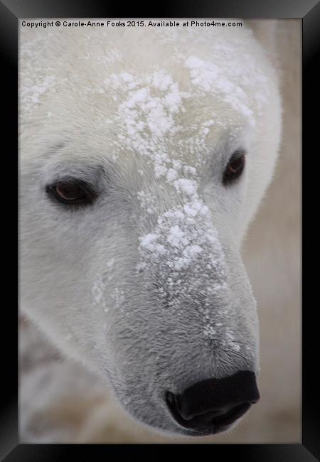  Polar Bear Portrait Framed Print by Carole-Anne Fooks
