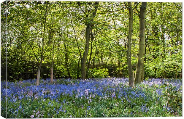 Enchanted Bluebell Forest Canvas Print by George Davidson