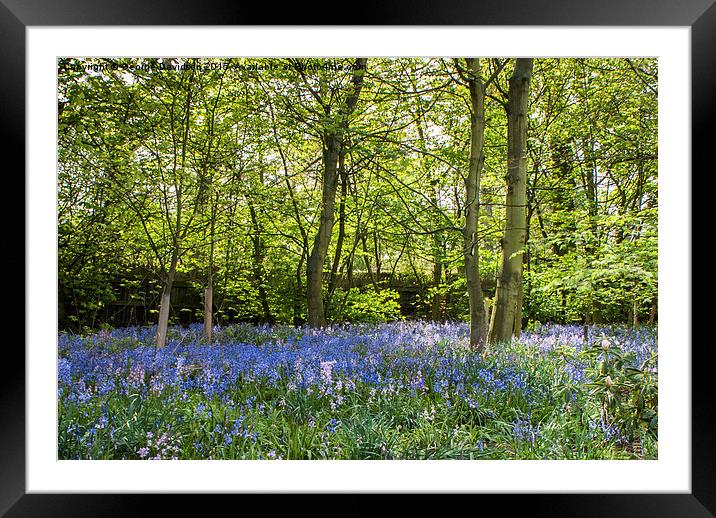 Enchanted Bluebell Forest Framed Mounted Print by George Davidson